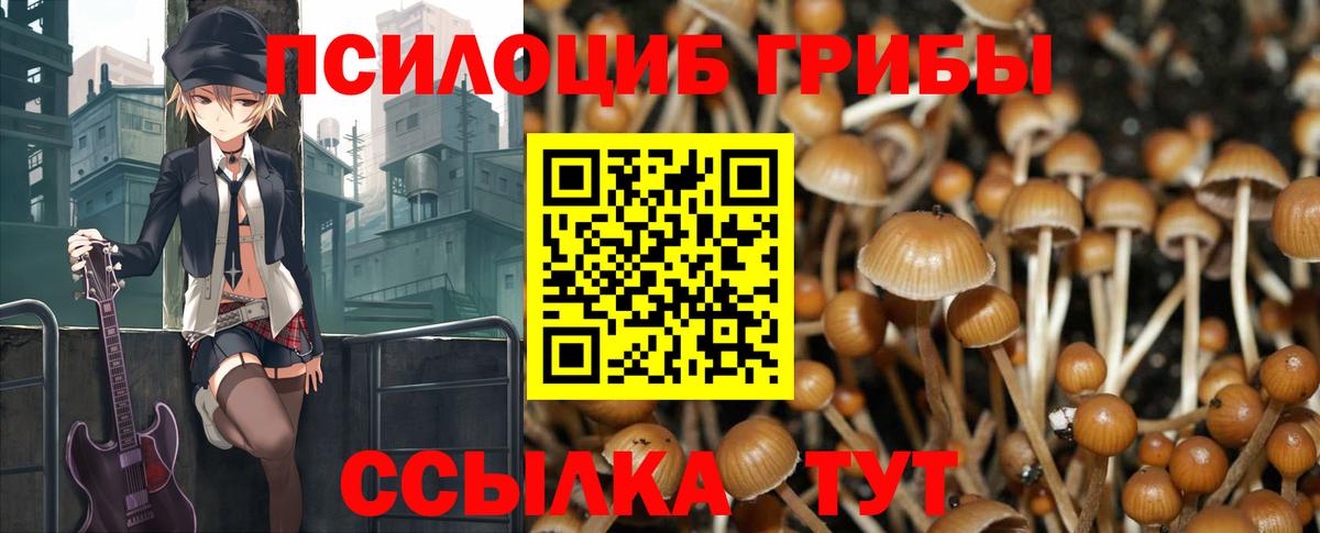 где купить наркоту  Псилоцибиновые грибы Psilocybine cubensis  Вход с VPN  Баксан 
